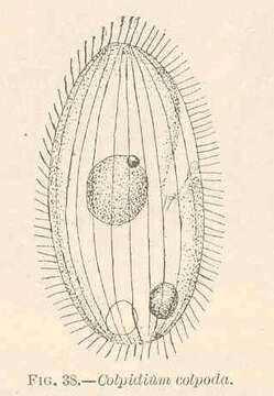 Turaniellidae resmi