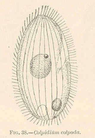 Image of Turaniellidae