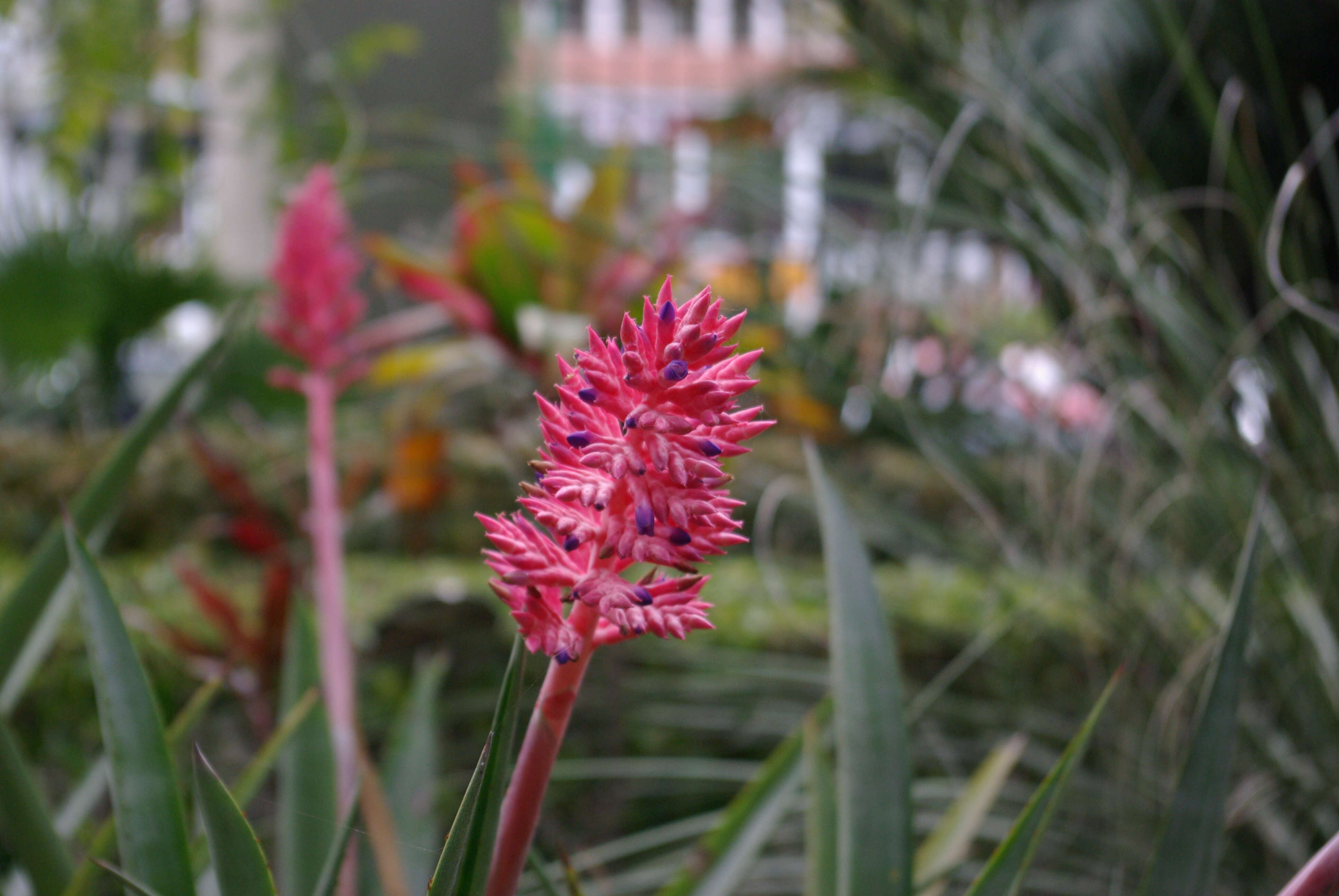 Imagem de Aechmea distichantha Lem.