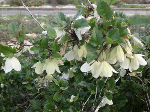 Imagem de Clematis cirrhosa L.