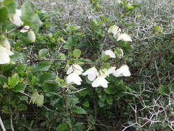 Imagem de Clematis cirrhosa L.