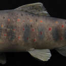 Image of Antalya trout