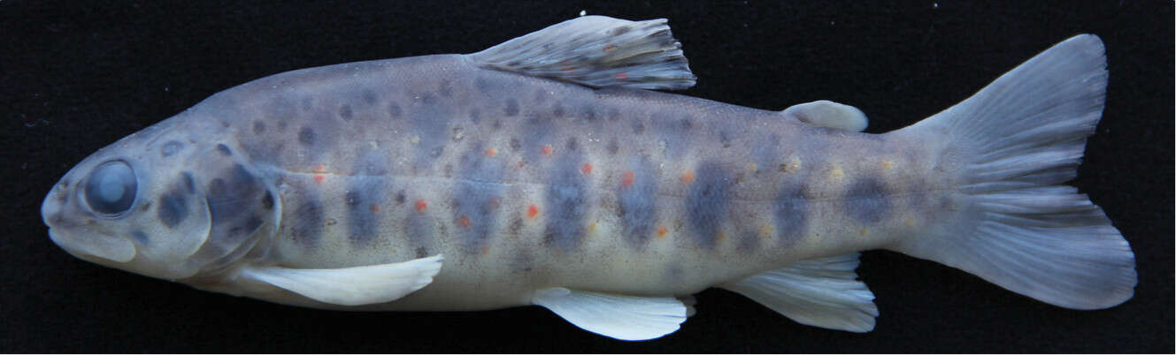 Image of Antalya trout