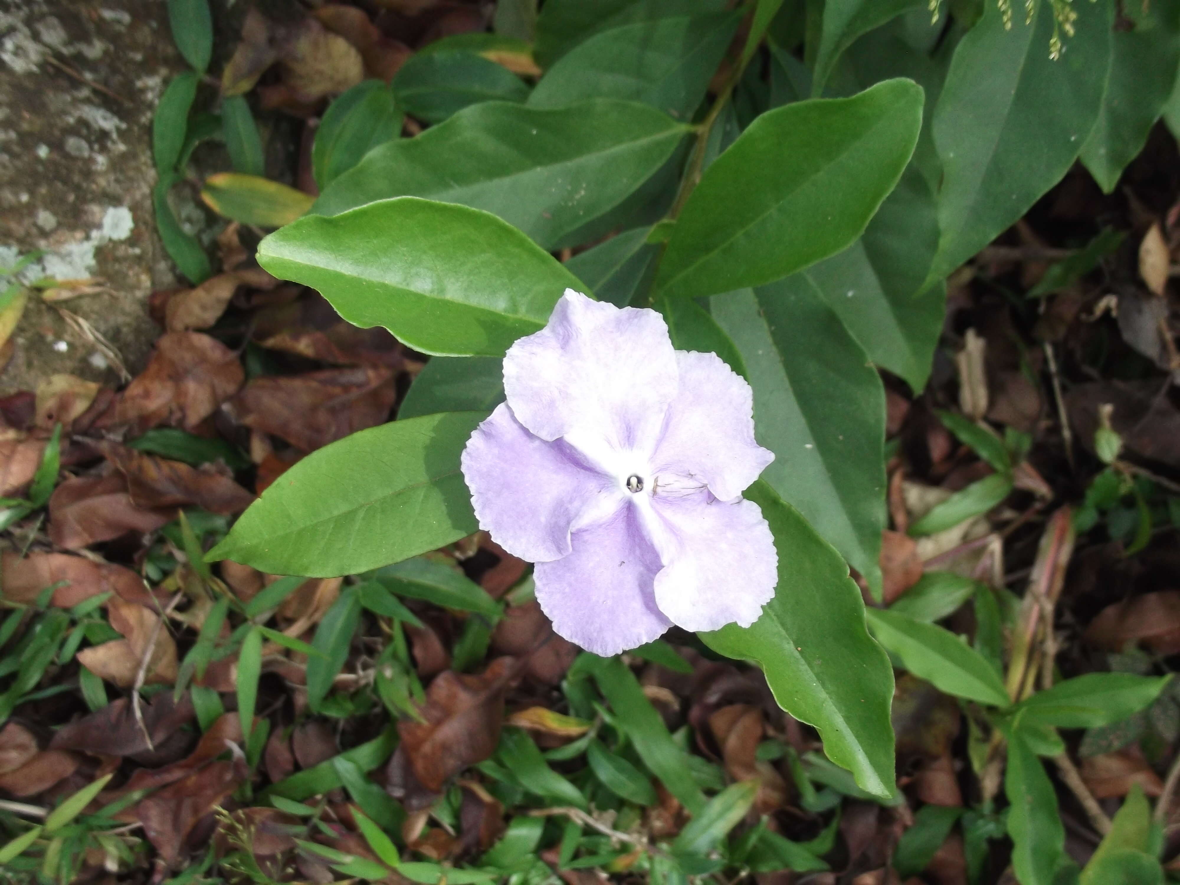 Image of Brazil raintree