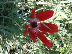 Image of lilies-of-the-field