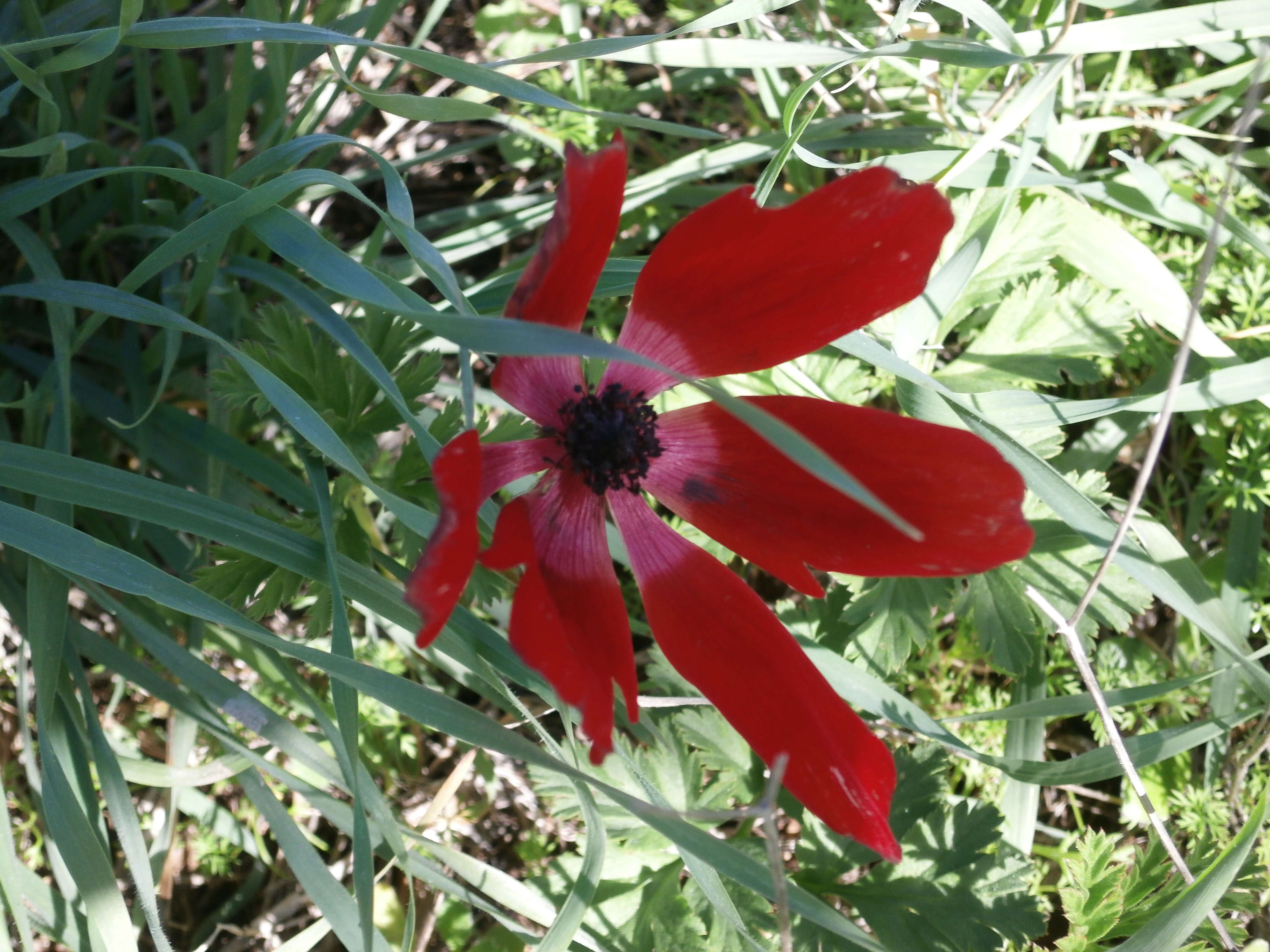 Image of lilies-of-the-field