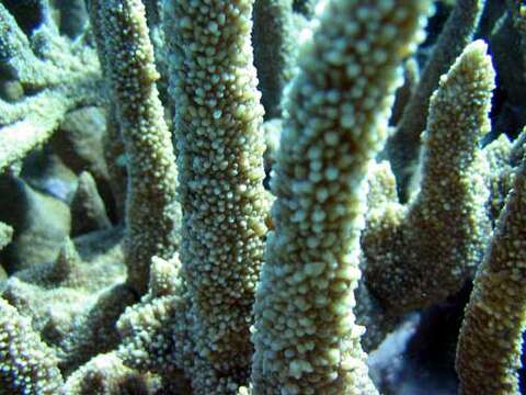 Слика од Acropora abrotanoides (Lamarck 1816)