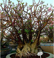 Image of Desert Rose