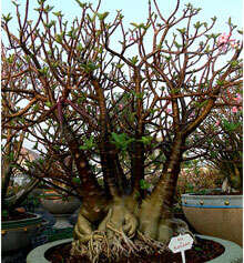 Image de Adenium obesum (Forsk.) Roem. & Schult.