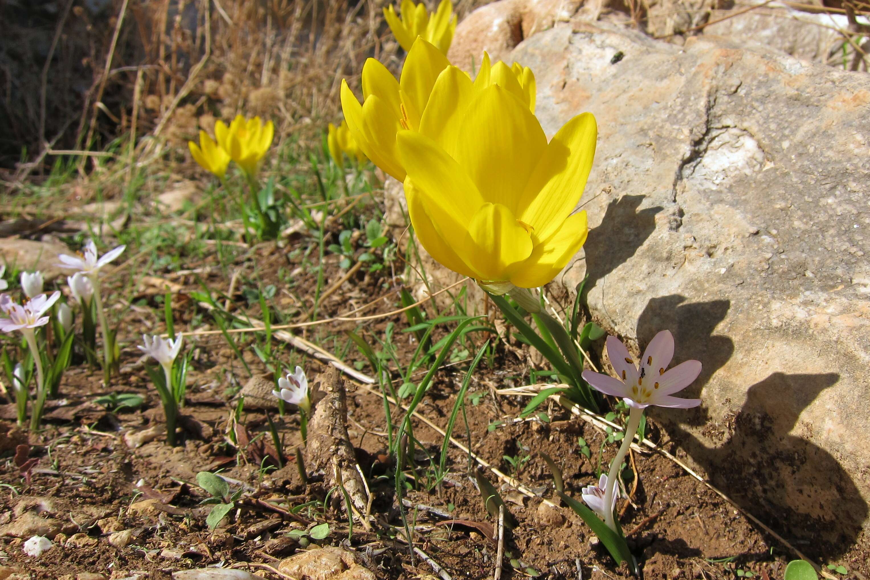 Image of winter daffodil