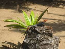 Image of Scortecci's Agama