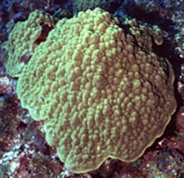 Image of Mustard Hill Coral