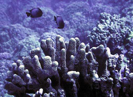 Image of Stony coral