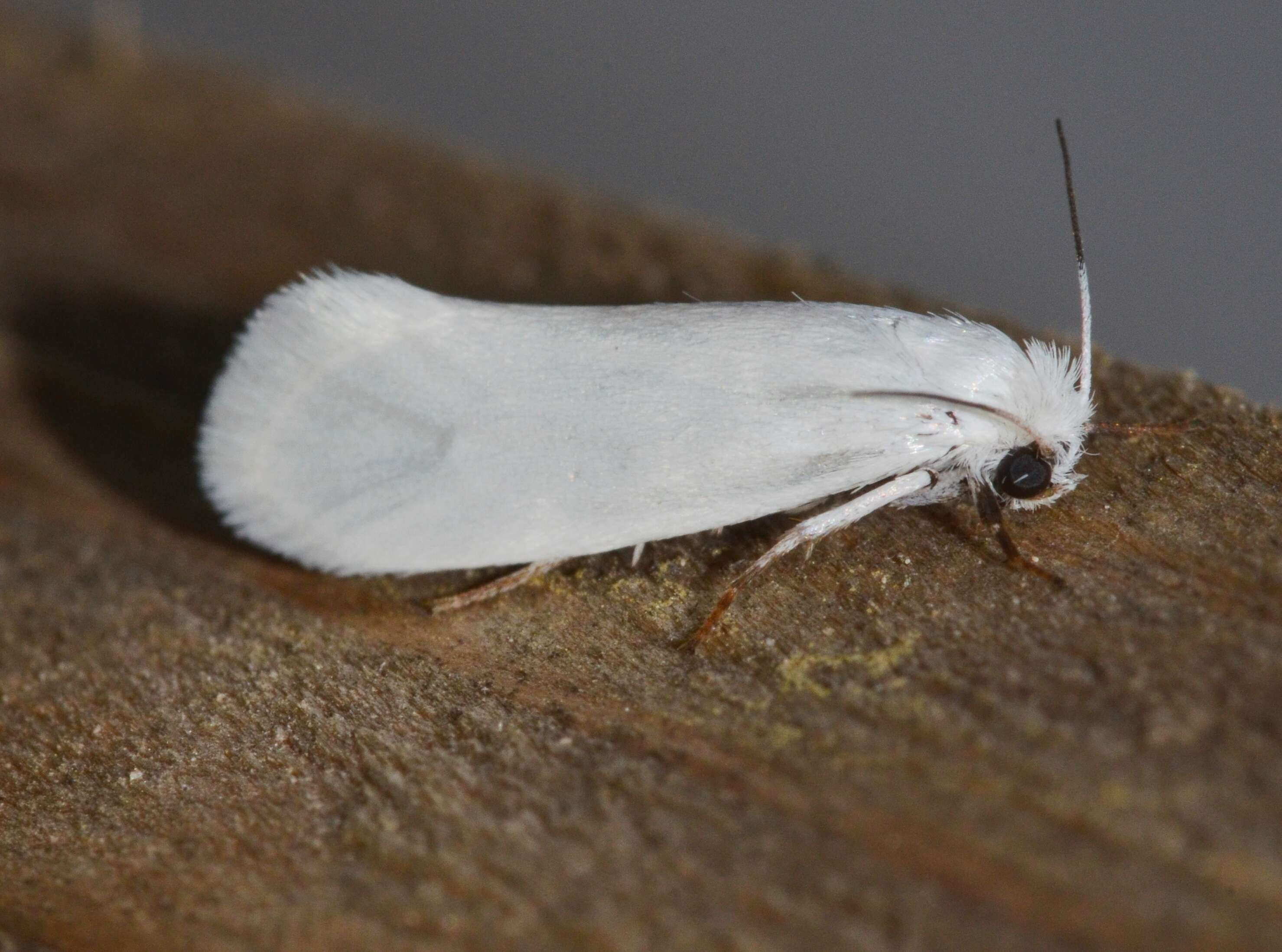 Image of Bogus yucca moths