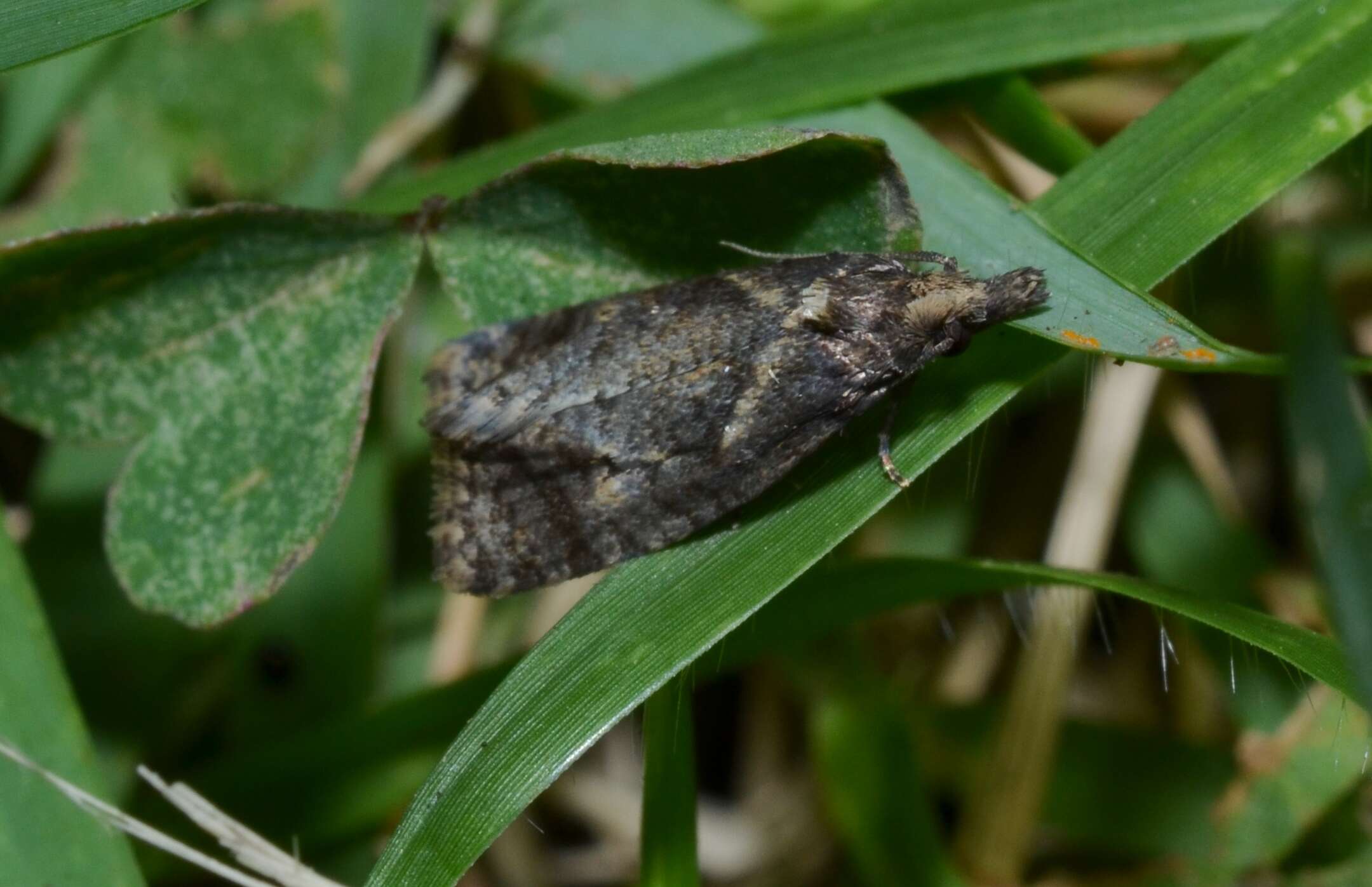 Image of Phtheochroa riscana Kearfott 1907