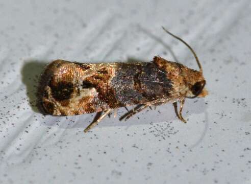 Image of Grape Berry Moth