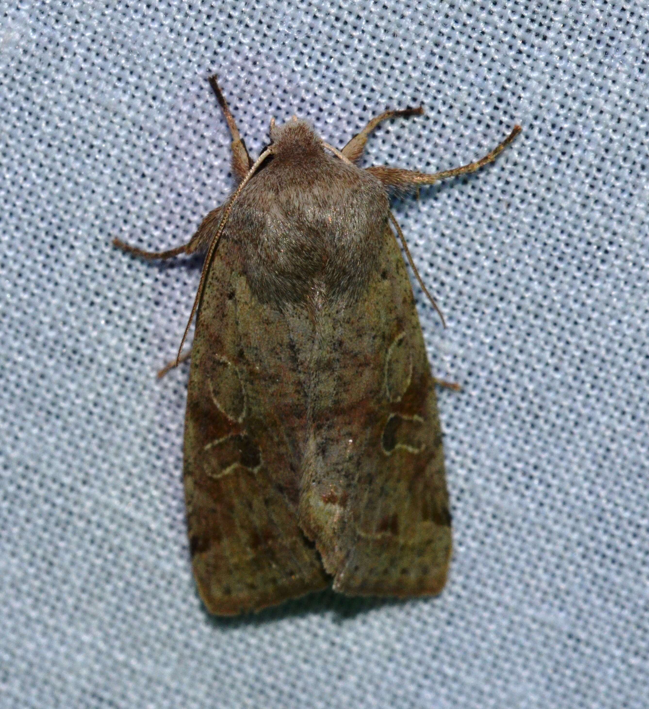 Imagem de Orthosia hibisci Guenée 1852