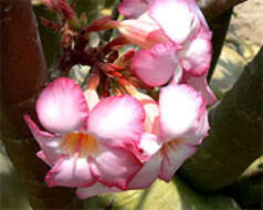 Image of Desert Rose