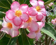 Image of Desert Rose