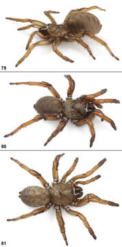 Sivun Aptostichus atomarius Simon 1891 kuva