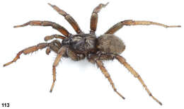 Image of Stanford Hills Trapdoor Spider