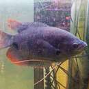 Image of Giant red tail gourami