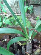 Image of Greater yellowspike orchid