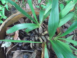 Image of Greater yellowspike orchid