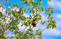 Image of American Robin