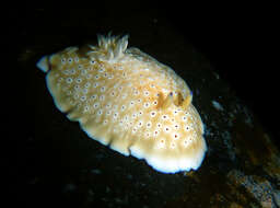 Image of Goniobranchus cavae (Eliot 1904)