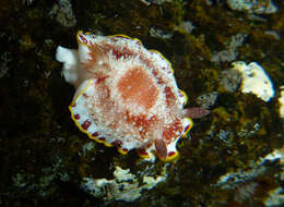 Image of Red-netted slug