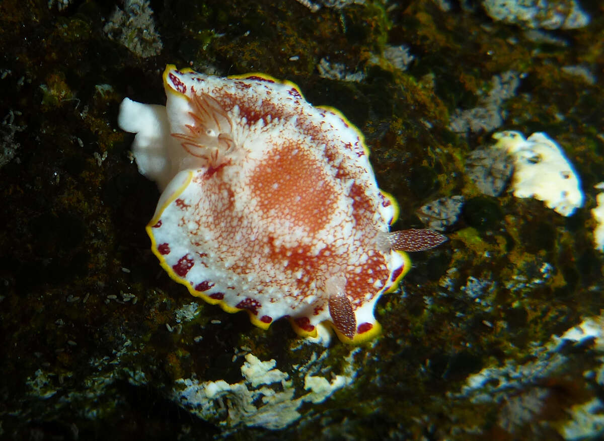 Image of Red-netted slug