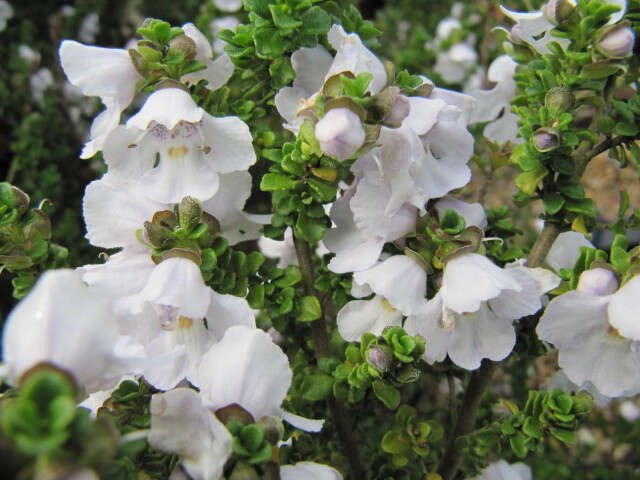 Imagem de Prostanthera cuneata Benth.