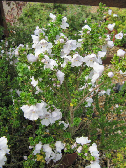 Imagem de Prostanthera cuneata Benth.