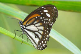 Plancia ëd Danaus (Anosia) melanippus Cramer 1777