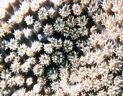 Image of Turbinaria coral