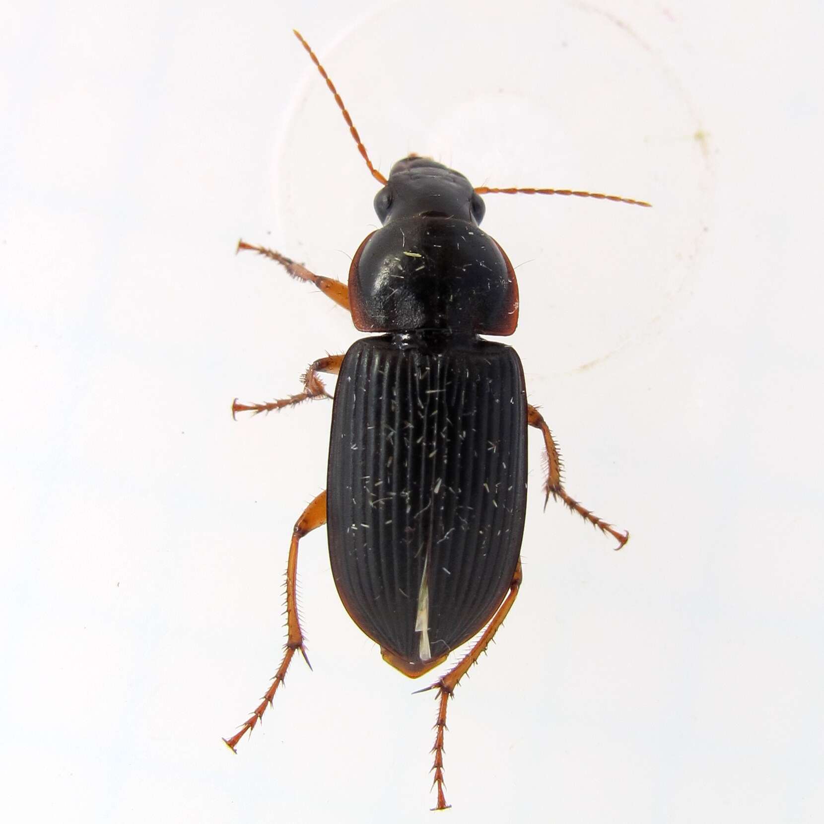 Sivun Harpalus (Pseudoophonus) pensylvanicus (De Geer 1774) kuva