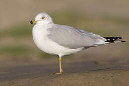 Image of Ring-billed Gull