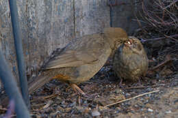 Image of California Towhee