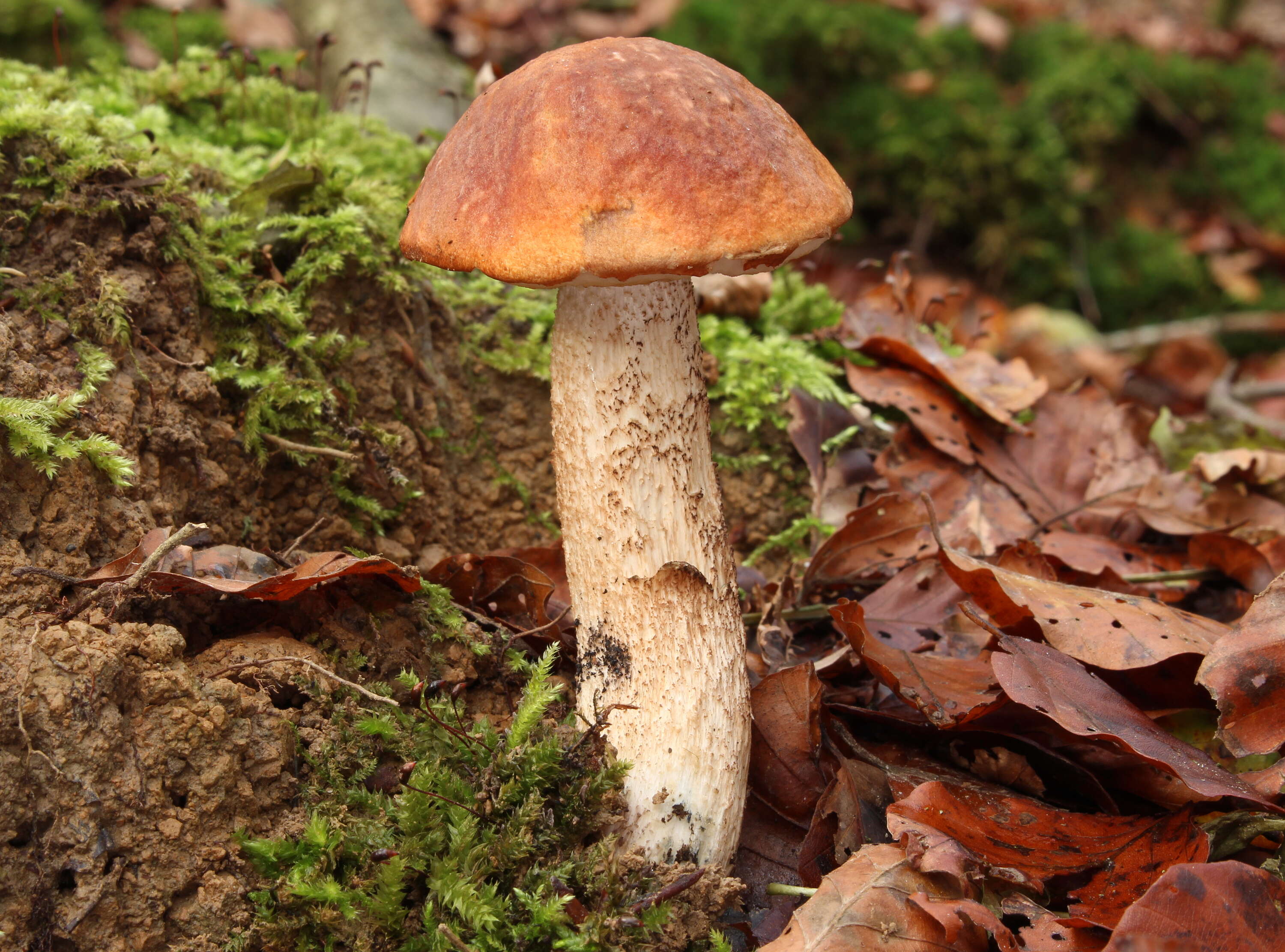 Image of Leccinum albostipitatum den Bakker & Noordel. 2005