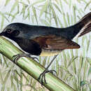 Image of Blackthroat