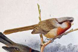 Image of Przevalski's Parrotbill