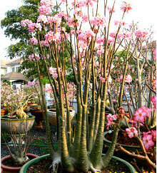 Image of Desert Rose