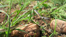 Image of Dwarf sand snake