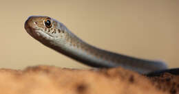 Image of Psammophis brevirostris Peters 1881