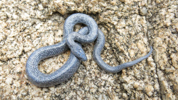 Image of Variegated Wolf Snake