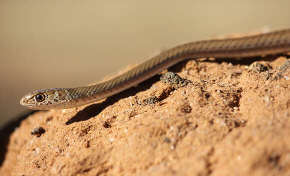 Image of Psammophis brevirostris Peters 1881