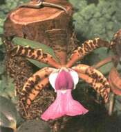Image of Lady Ackland's Cattleya