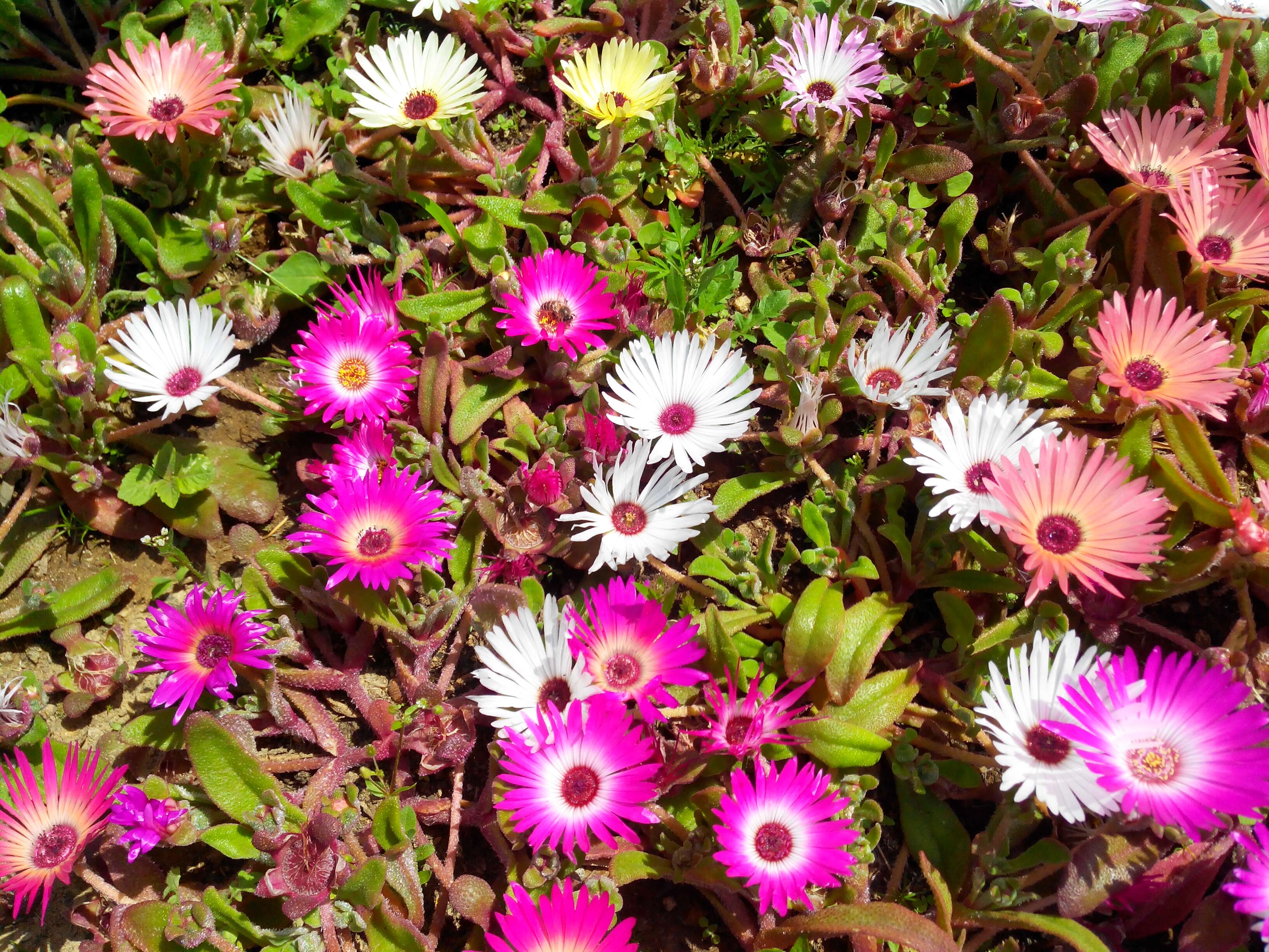 Image of Cleretum bellidiforme (Burman fil.) G. D. Rowley