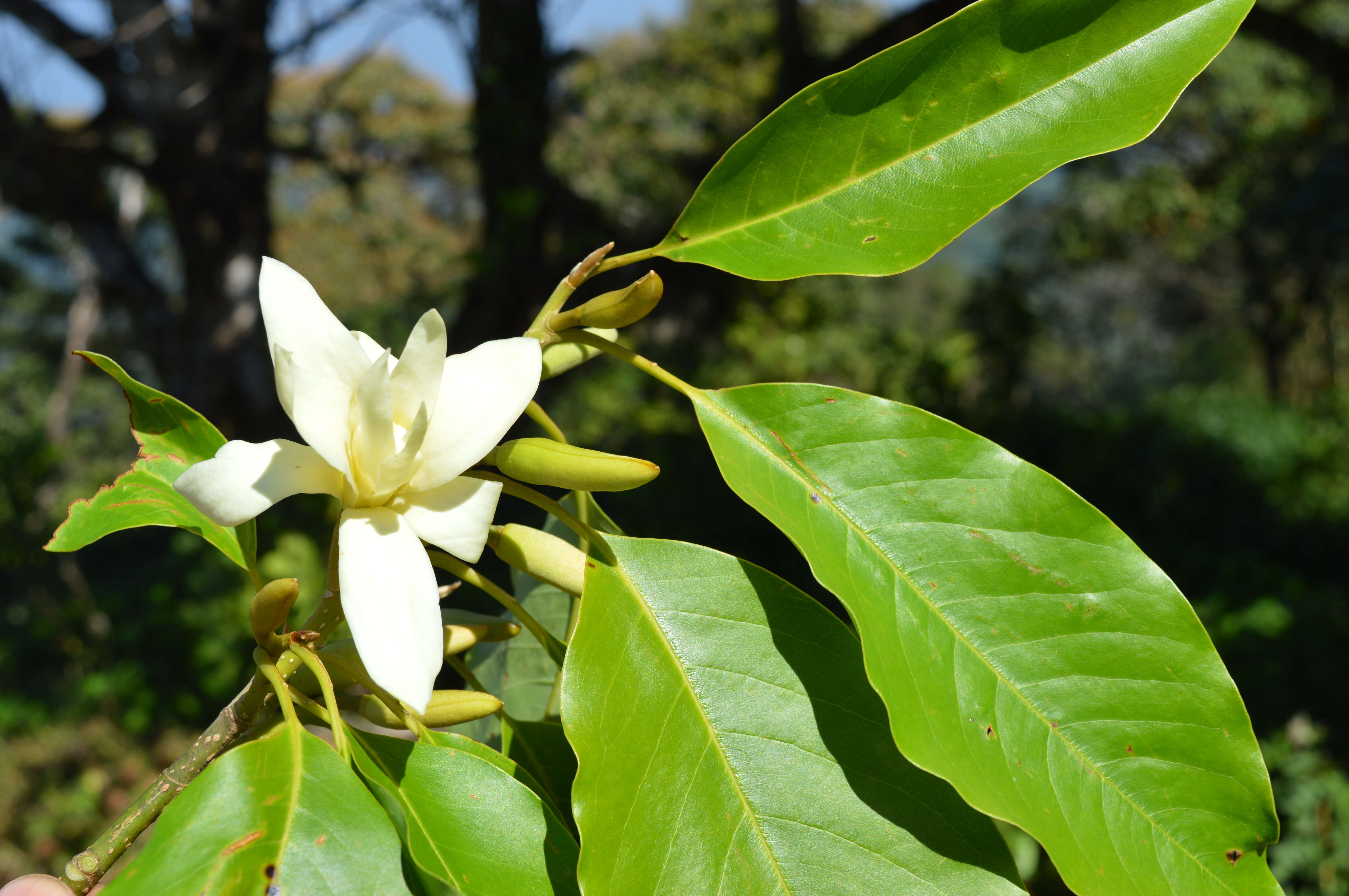 Magnolia nilagirica (Zenker) Figlar resmi